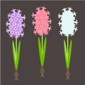 Hyacinth. Pink. blue, violet spring flowers, green leaves on black background